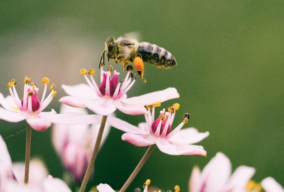 Abeja
