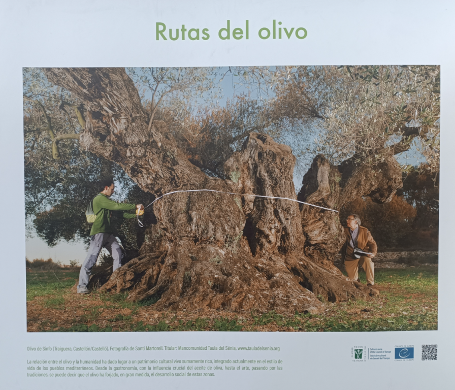Olive tree routes