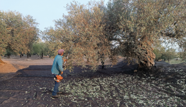 Photo of a man harvesting olives